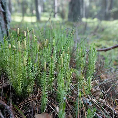 Nyaraló Dream Corner Nordic