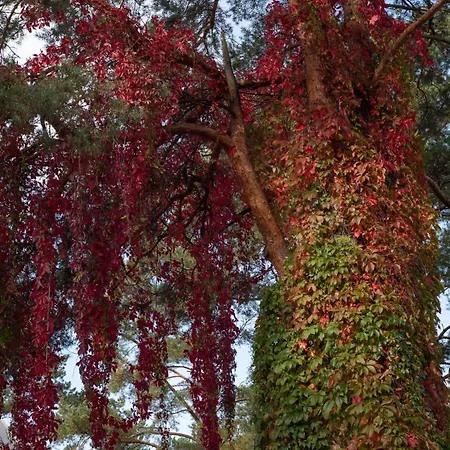 Dream Corner Nordic Hébergement de vacances