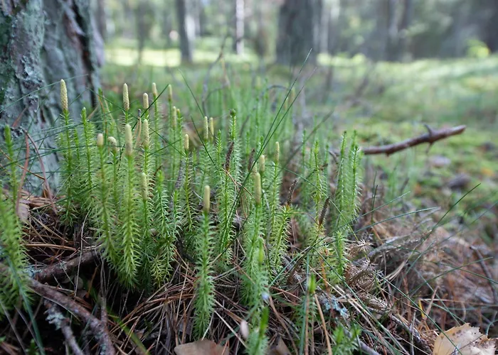 Nyaraló Dream Corner Nordic