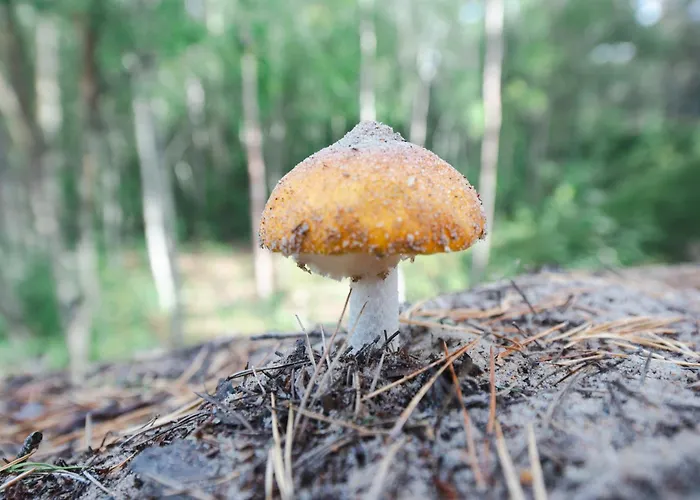 Dream Corner Nordic Ferienhaus Laulasmaa