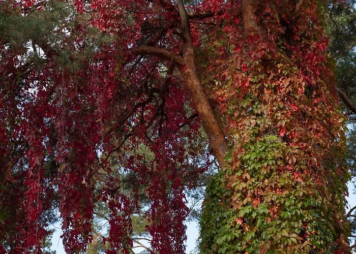 Dream Corner Nordic Nyaraló