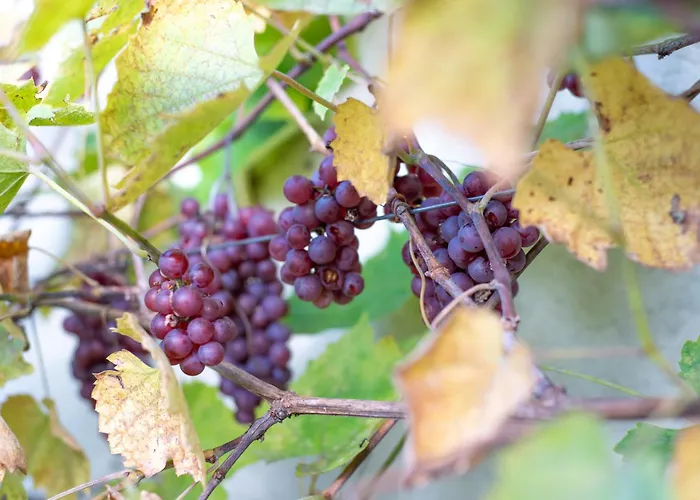 Dream Corner Nordic Ferienhaus